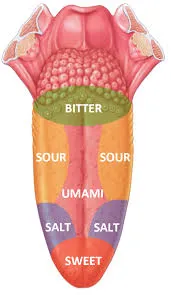 Location of human taste buds on tongue